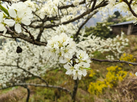 李花