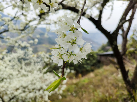 李花