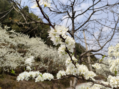 李花