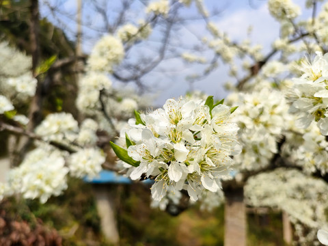 李花