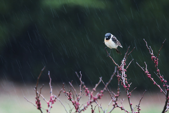雨中的小鸟
