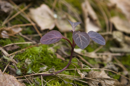 冬季山里野生的植物