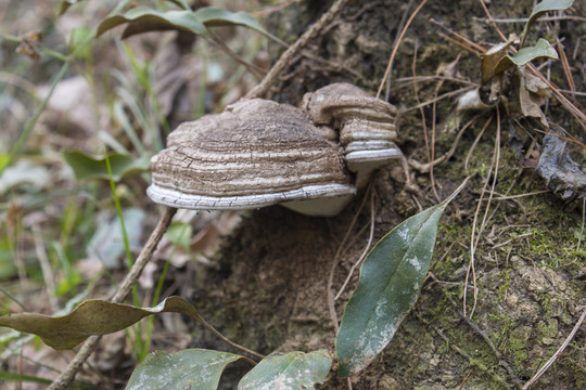 山里野生的树舌