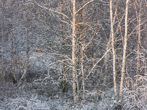 冬季挂霜白桦树