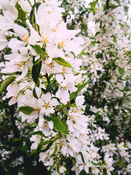春季果树开花
