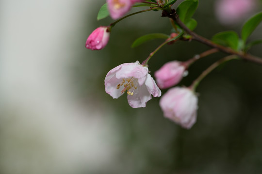 樱花盛开