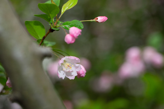 樱花盛开