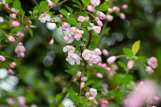 樱花盛开