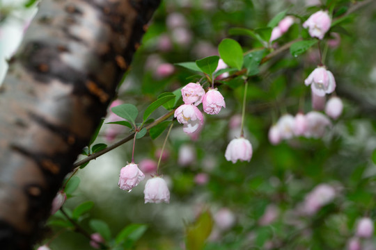 樱花盛开