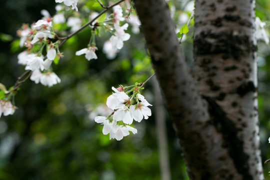 樱花盛开