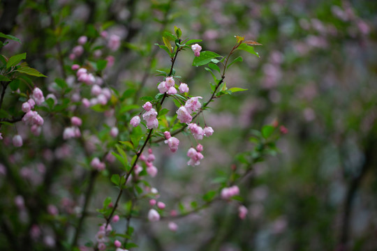 樱花盛开