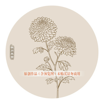 線描徽州皇菊