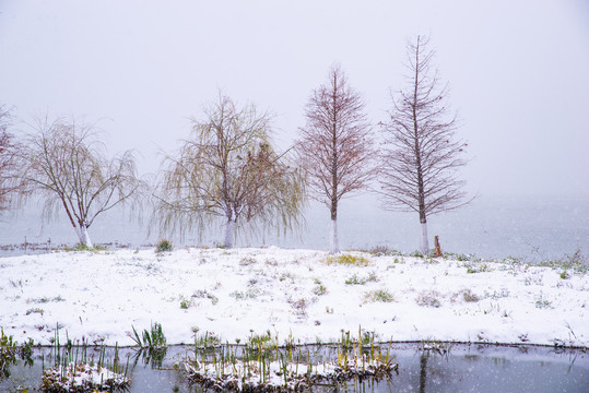 昆明星海湿地雪景