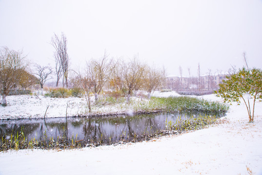 昆明星海湿地雪景