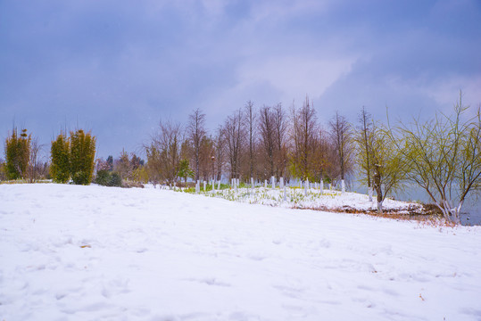 昆明星海湿地雪景