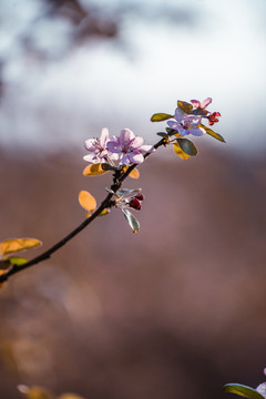 海棠花