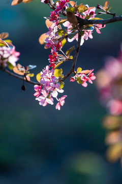 海棠花