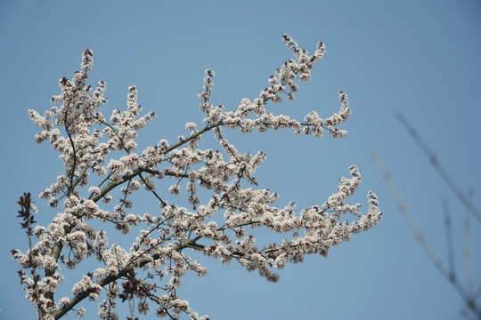 一树李花