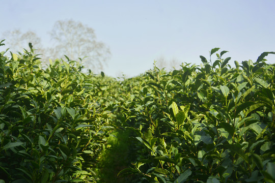 茶树