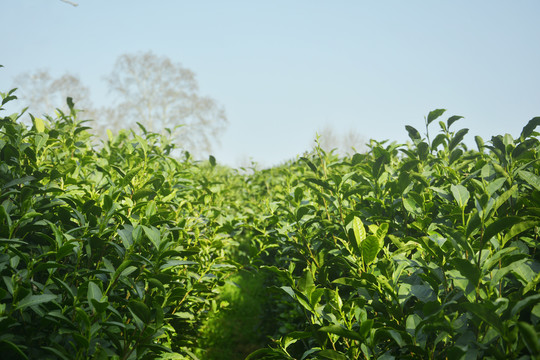 春天茶树