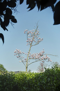 玉兰花树