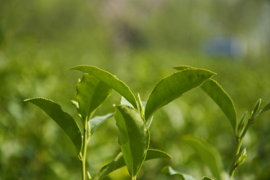 茶树枝叶