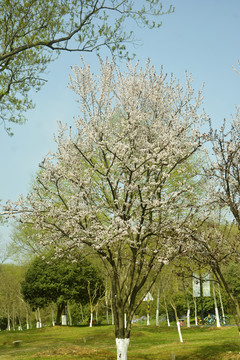 花树