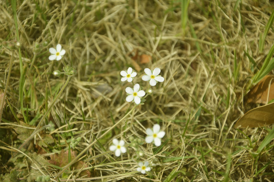 枯草中的小花朵
