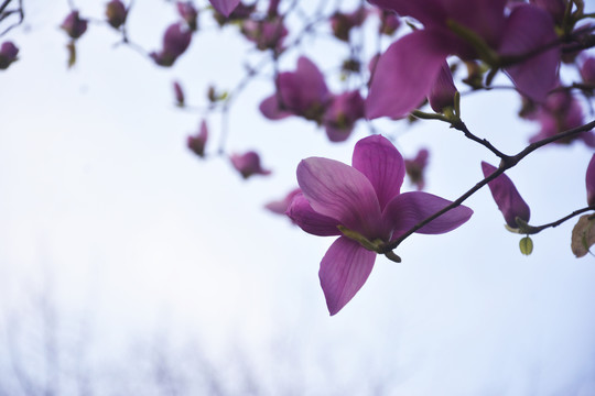 仰拍玉兰花