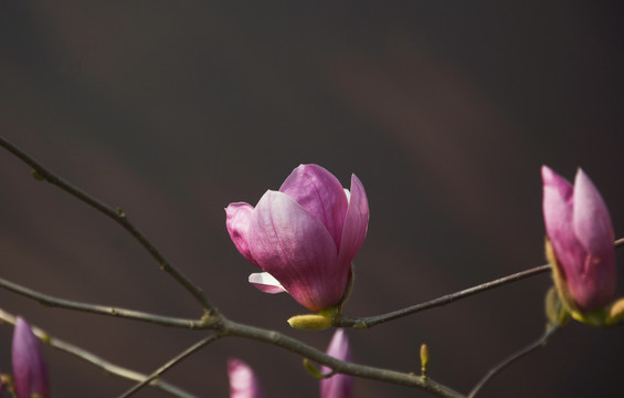 玉兰花开