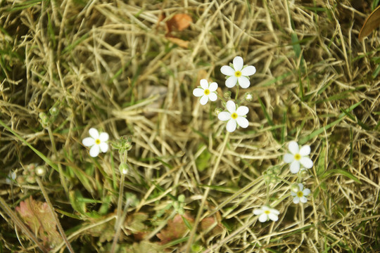 春天的小白花