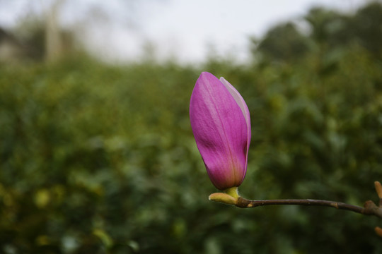 玉兰花花苞