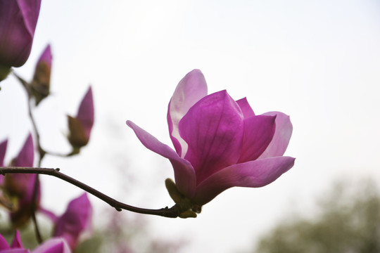 唯美玉兰花枝