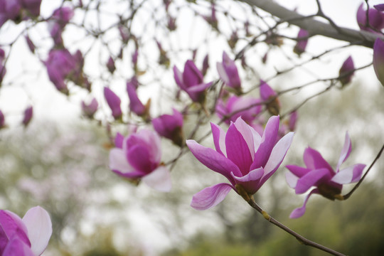 玉兰花