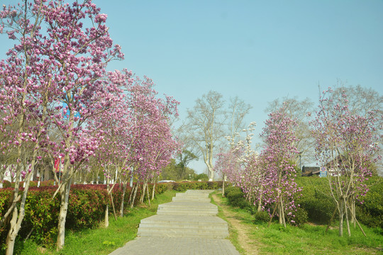 花路