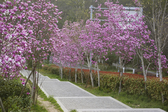 花开满树的小路