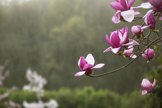 唯美玉兰花枝