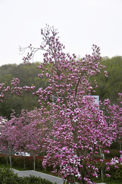 玉兰树开花