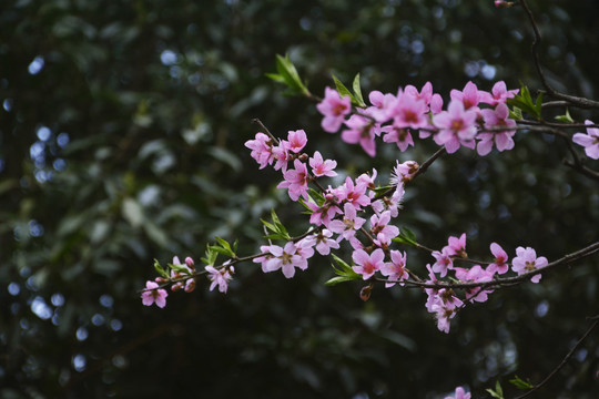 桃花花枝