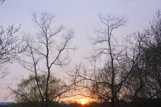 夕阳树枝美景