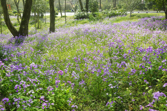 田野紫色花丛