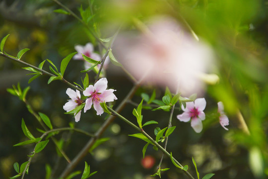 唯美桃花