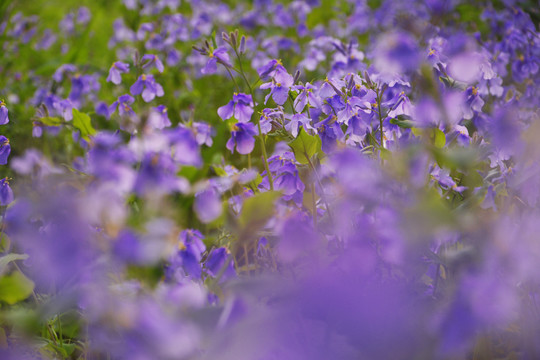 二月兰花丛