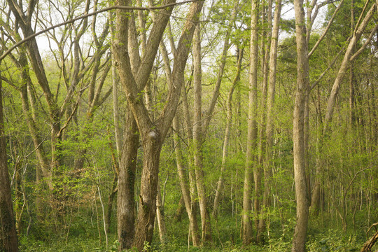 春天树林