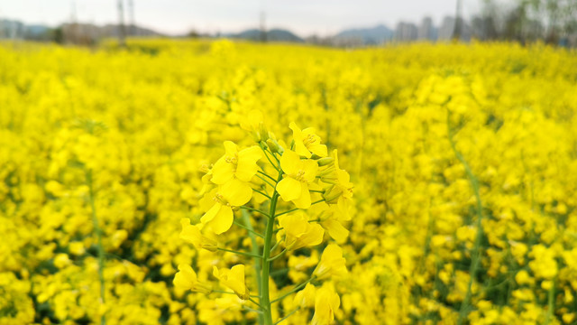 油菜花