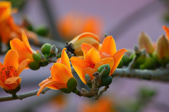 木棉花