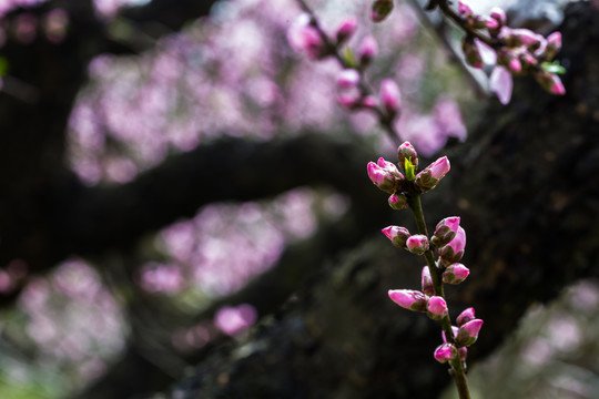 桃花林