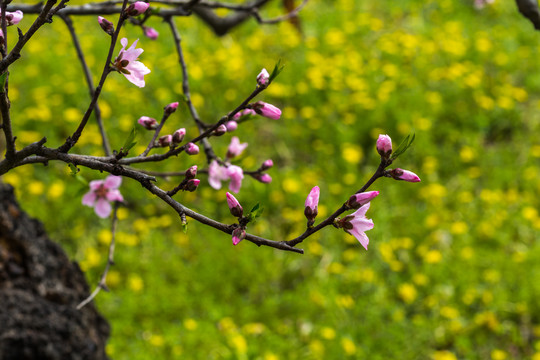 桃花