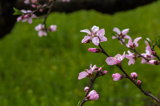 桃花