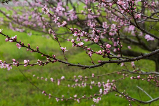 桃花